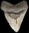 Bargain Megalodon Tooth - North Carolina #38695-1